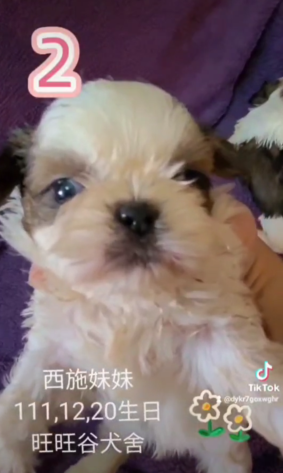 Read more about the article 旺旺谷犬舍／西施