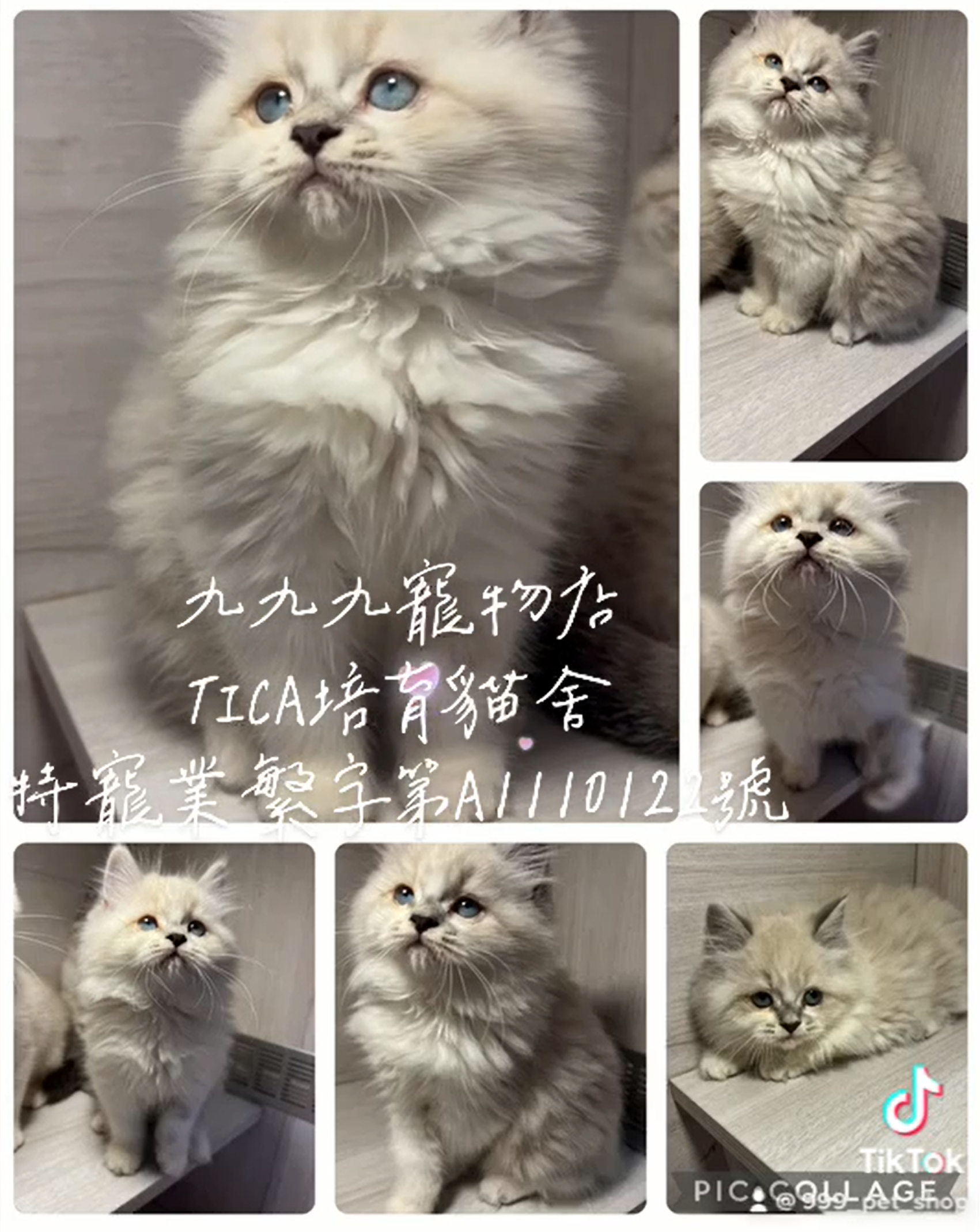 Read more about the article 九九九寵物店 /小步舞曲貓