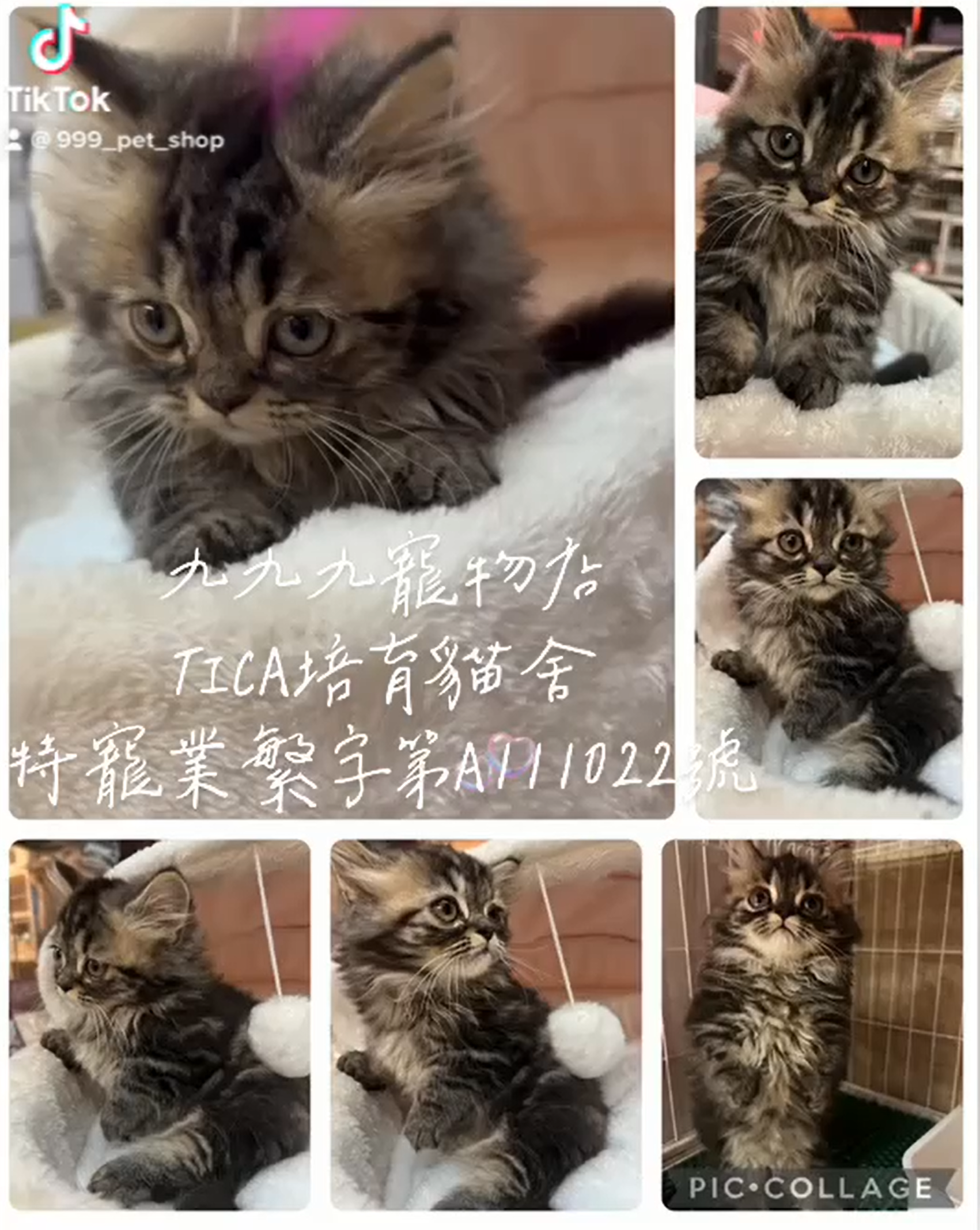 Read more about the article 九九九寵物店 /小步舞曲貓