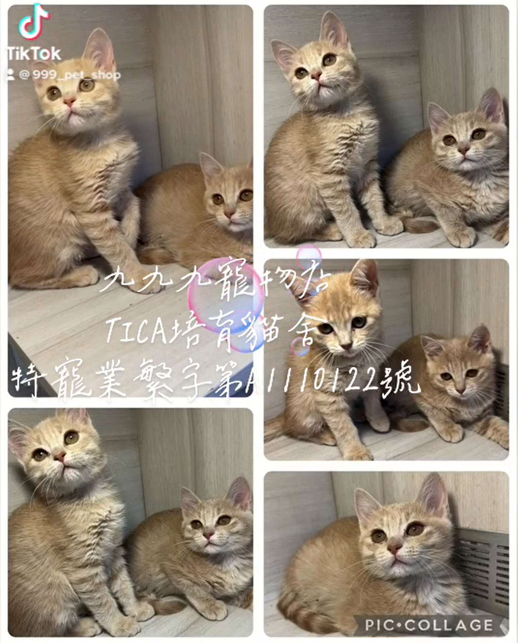 You are currently viewing 九九九寵物店 /奶油英國短毛貓