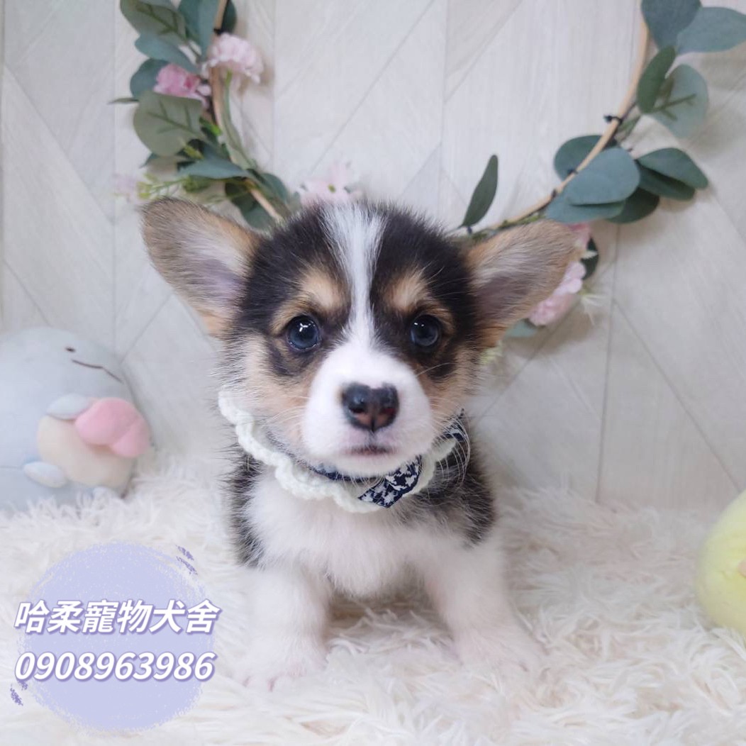 You are currently viewing 哈柔寵物犬舍／威爾斯黑黃白柯基犬