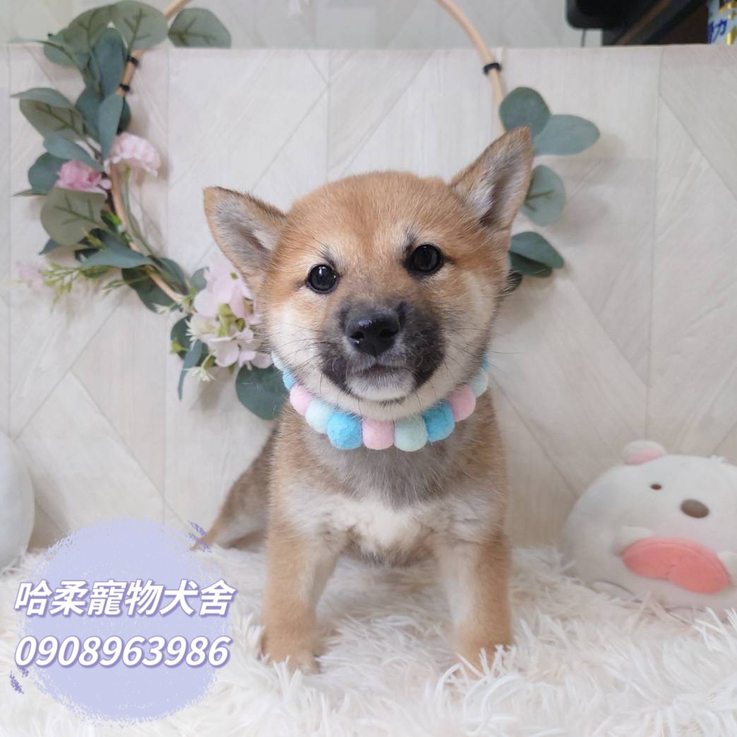 You are currently viewing 哈柔寵物犬舍／赤色柴犬