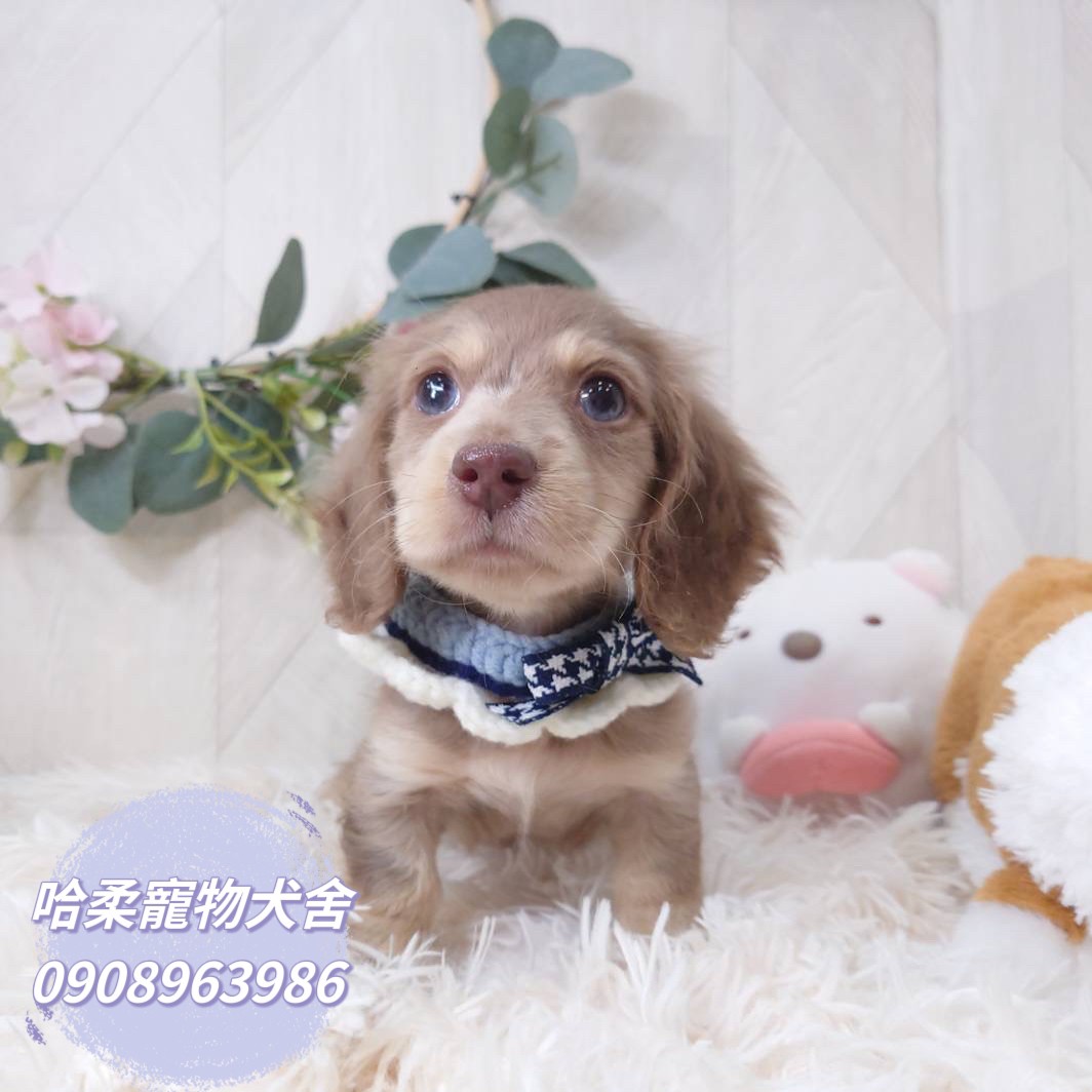 哈柔寵物犬舍／大理石色長毛臘腸