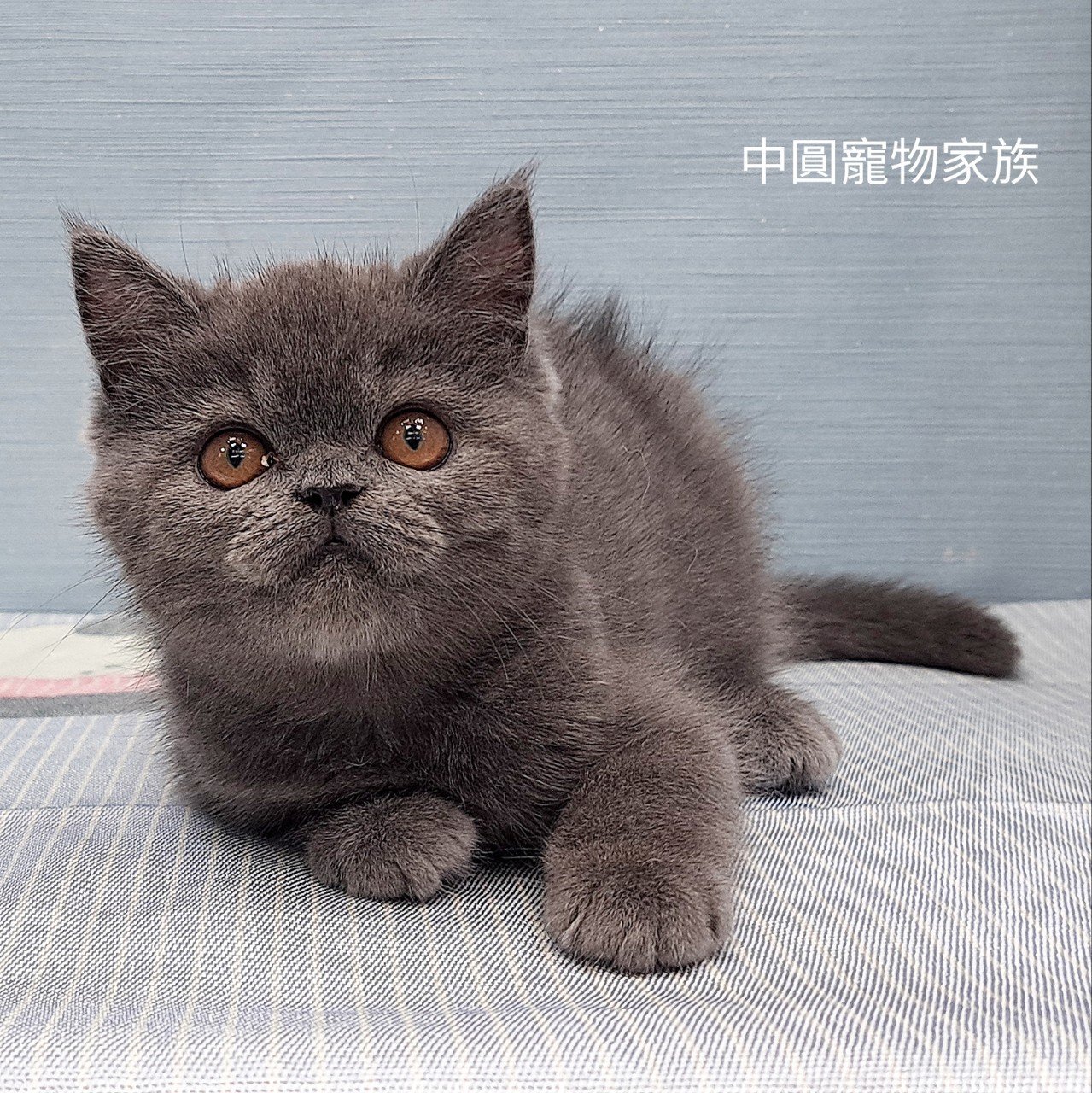 Read more about the article 中圓寵物家族／藍色英國短毛貓