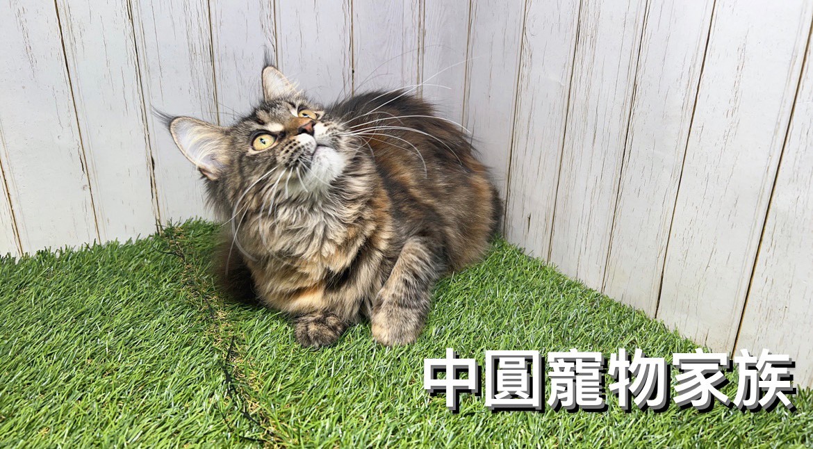 Read more about the article 中圓寵物家族／棕虎斑緬因貓