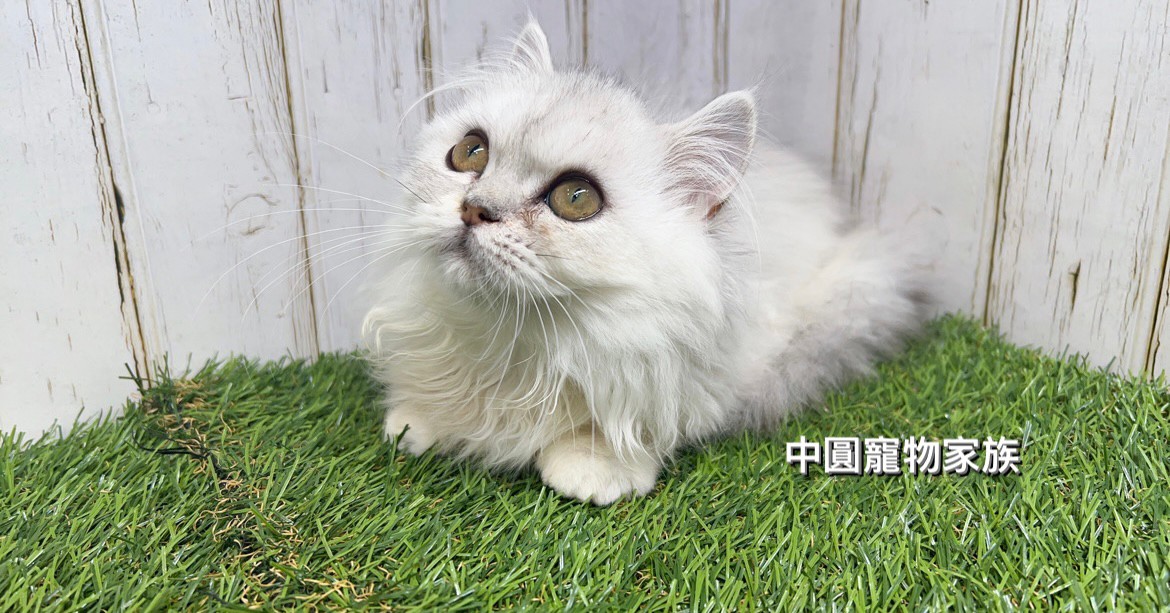 Read more about the article 中圓寵物家族／小步舞曲