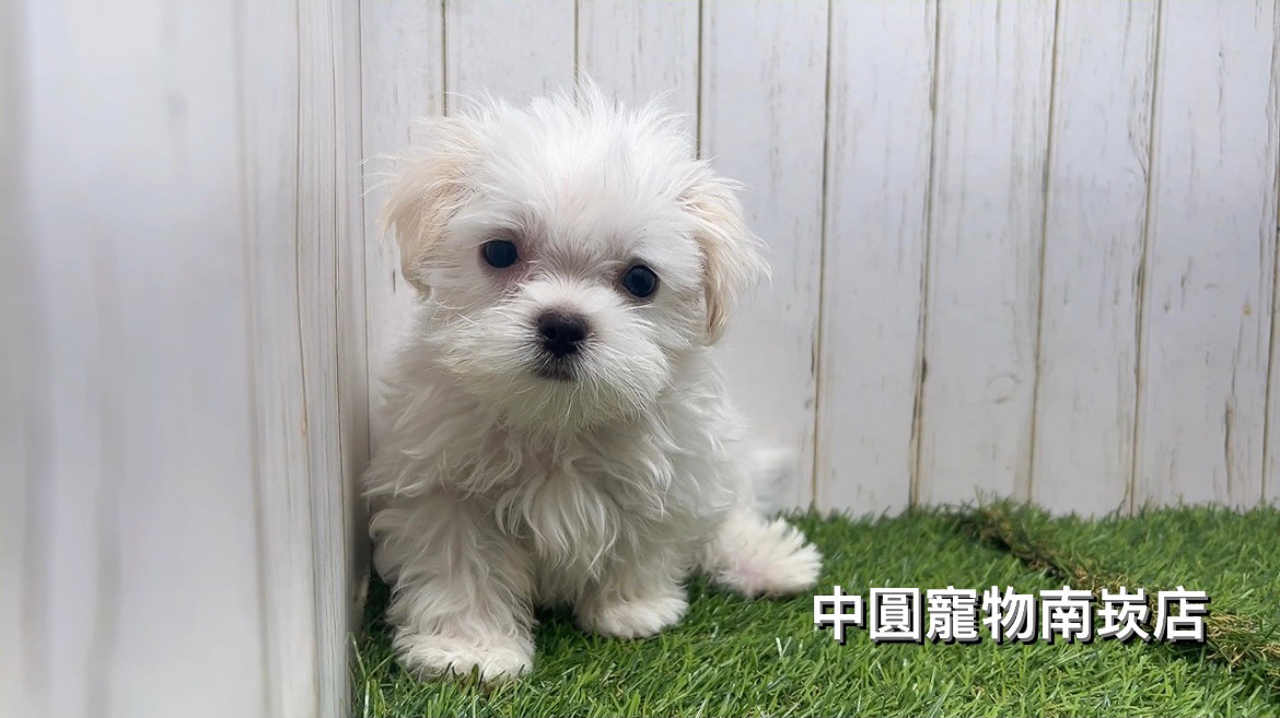 Read more about the article 中圓寵物家族／馬爾濟斯
