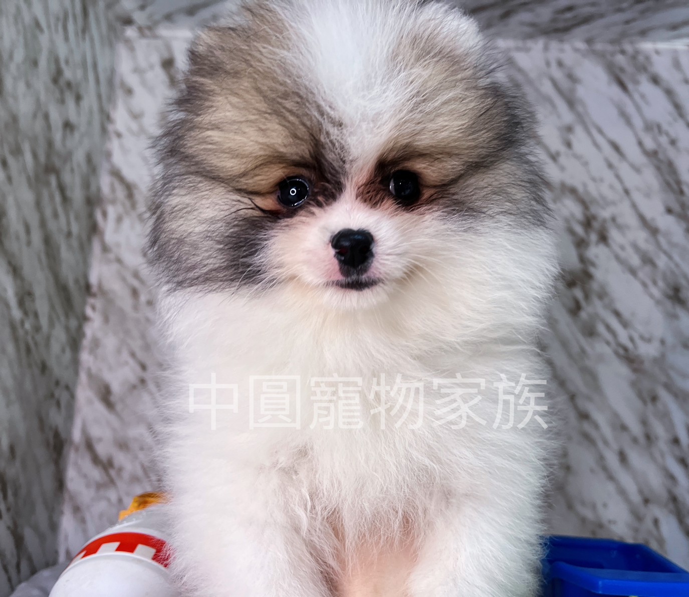 Read more about the article 中圓寵物家族／黃白花博美犬