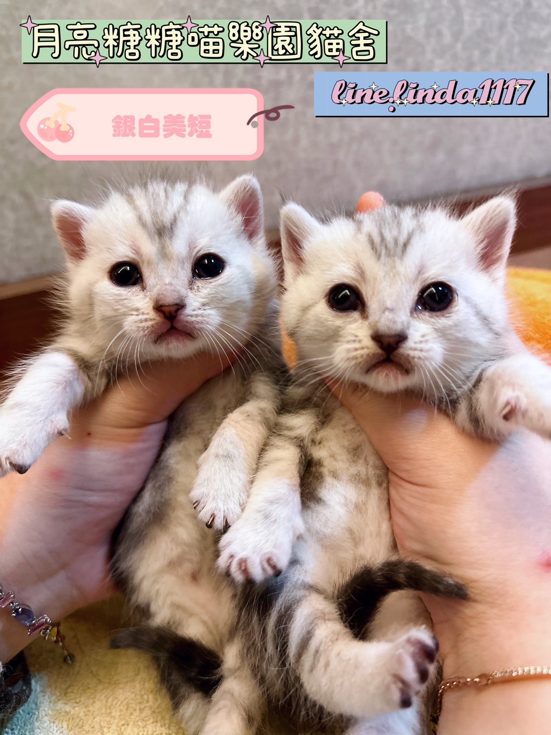 月亮糖糖喵樂園／銀白美國短毛貓