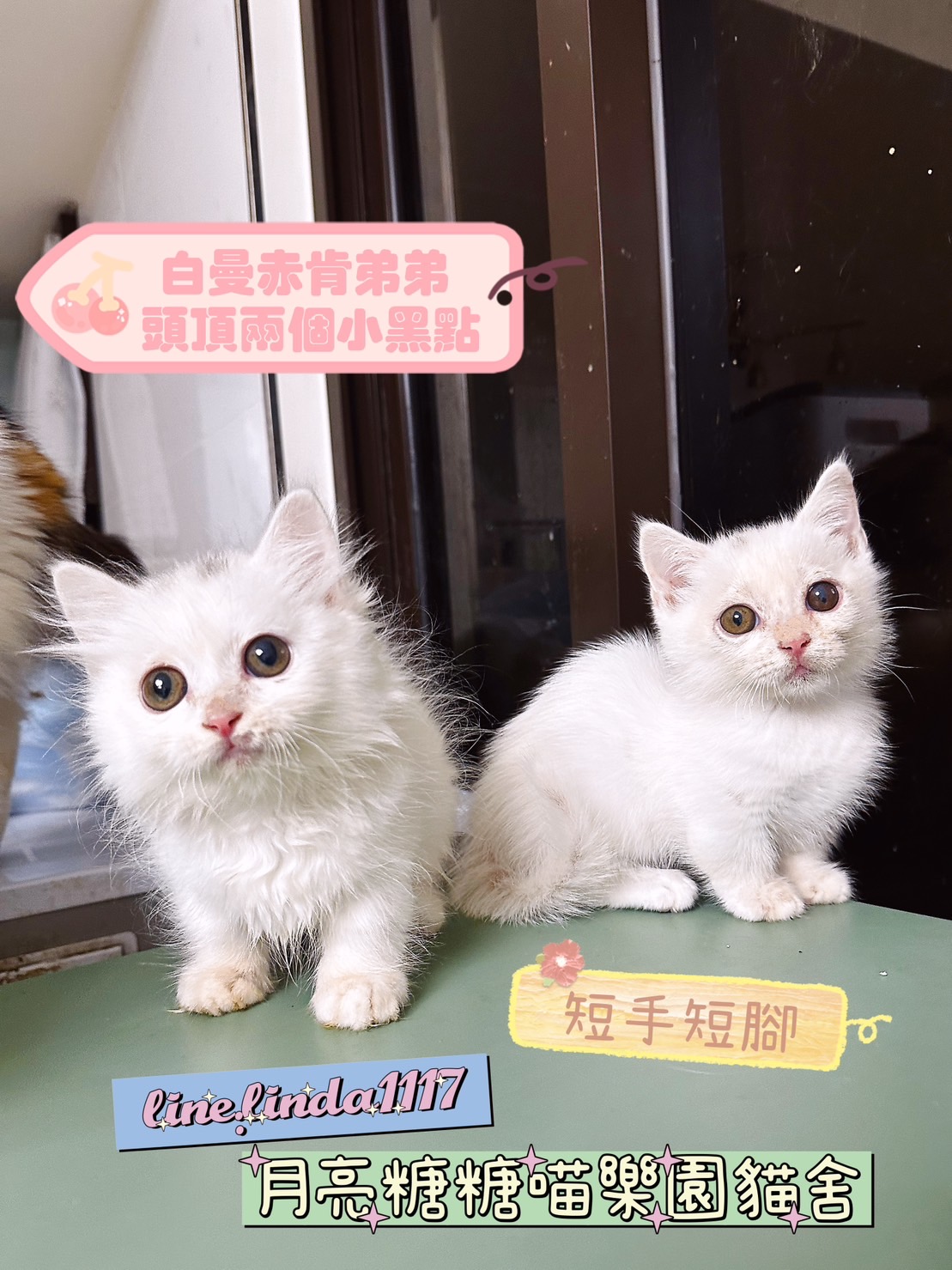 月亮糖糖喵樂園／白帶黑點曼赤肯