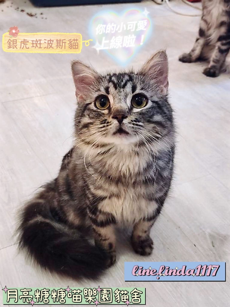 月亮糖糖喵樂園／銀白虎斑色波斯貓