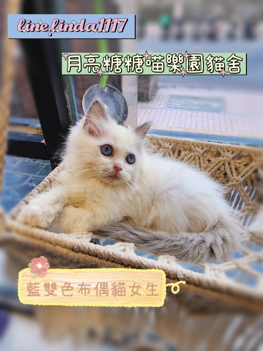月亮糖糖喵樂園／藍雙色布偶貓
