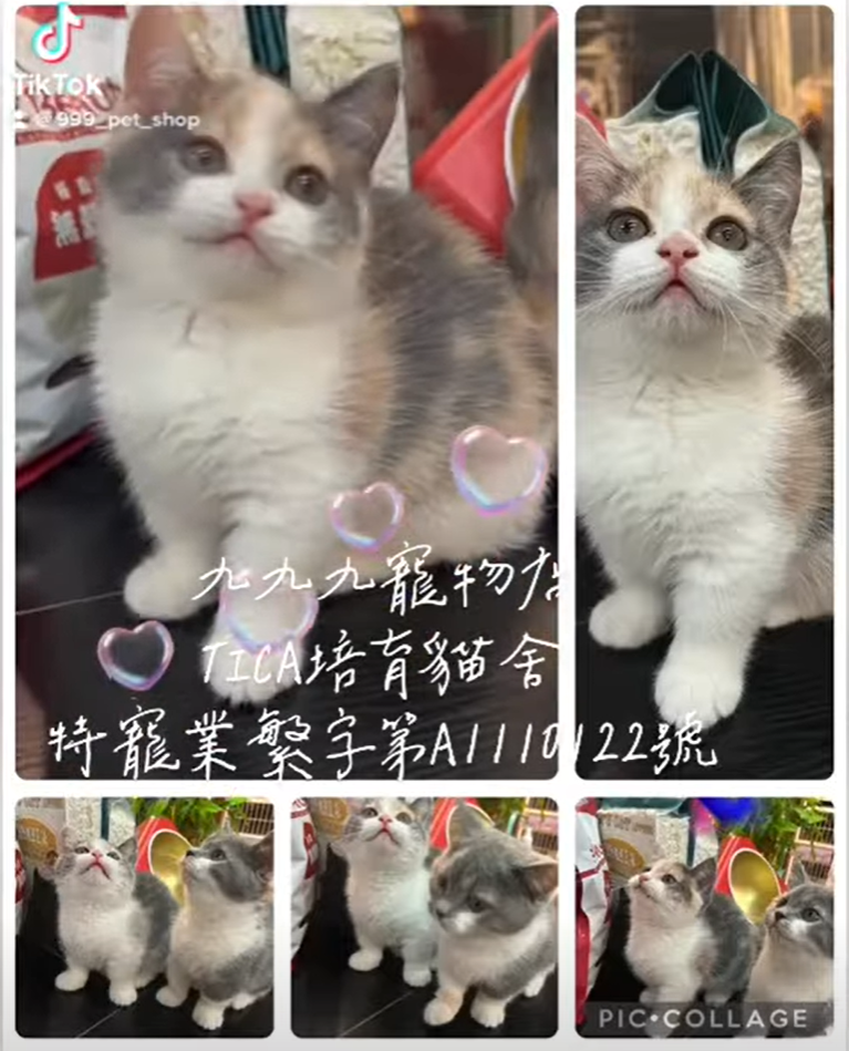 You are currently viewing 九九九貓坊 / 三花曼赤肯