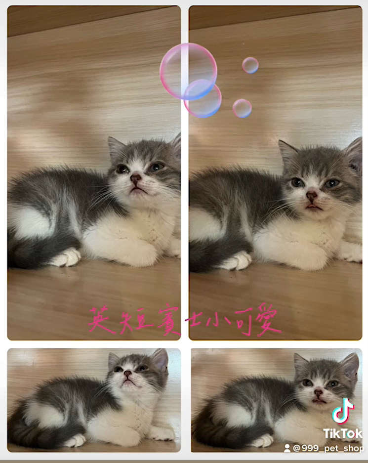 You are currently viewing 九九九寵物店 / 賓士英國短毛貓