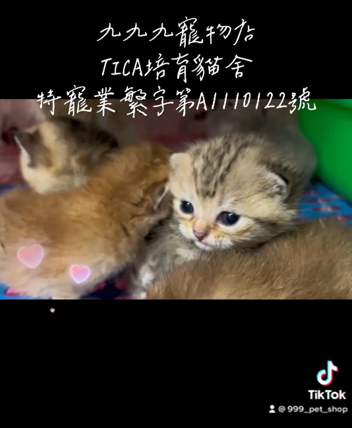 You are currently viewing 九九九貓坊/虎斑 藍金 金漸層英國短毛貓