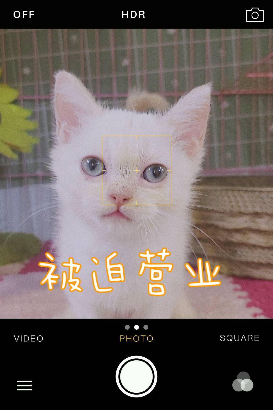 刻在你心底的貓／英國短毛貓