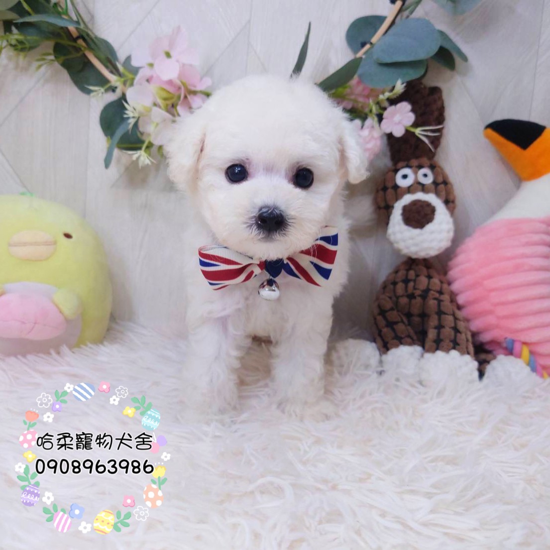 哈柔寵物犬舍／泰迪白貴賓