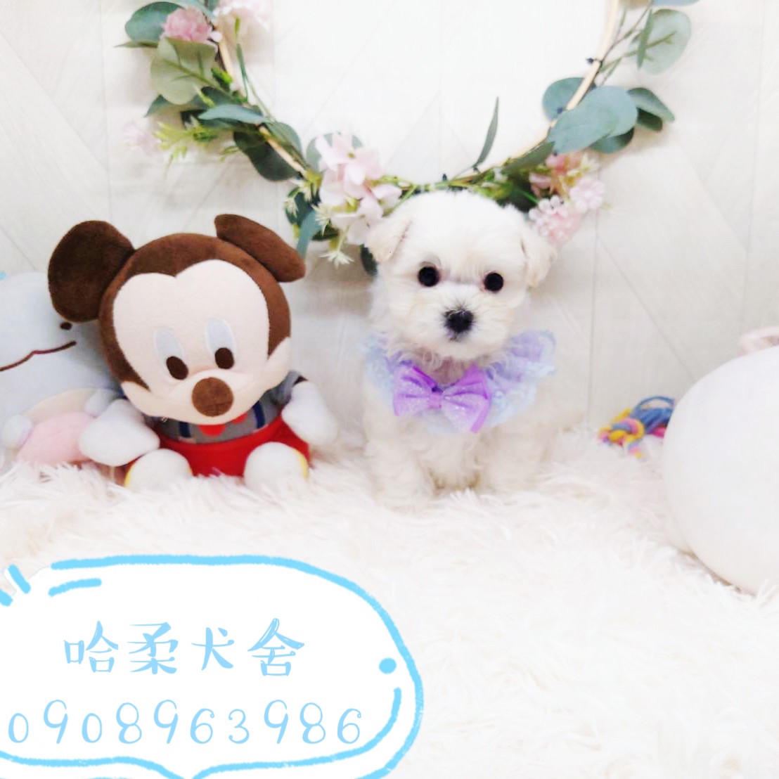 哈柔寵物犬舍／馬爾濟斯
