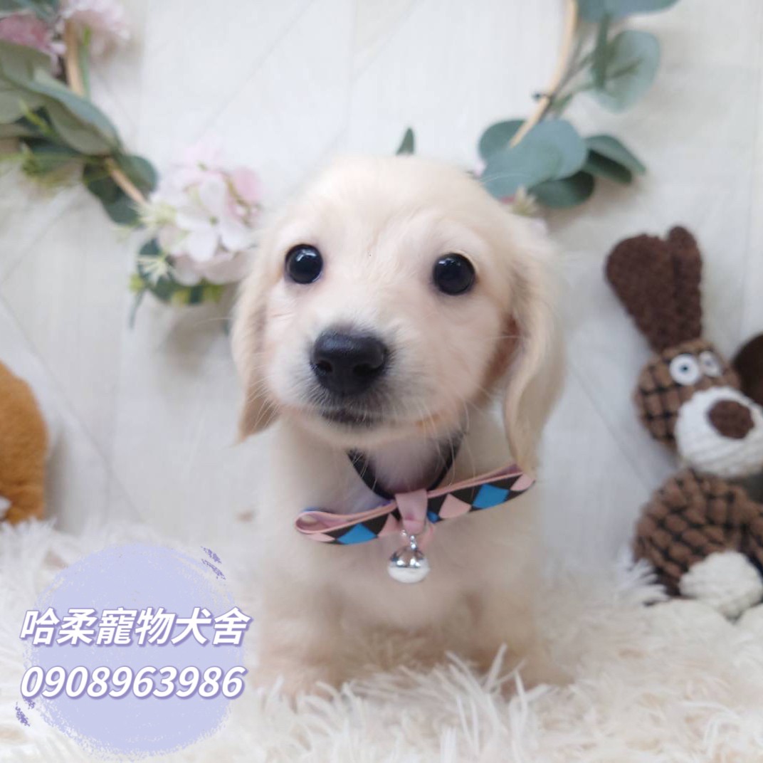 You are currently viewing 哈柔寵物犬舍／奶油長毛臘腸