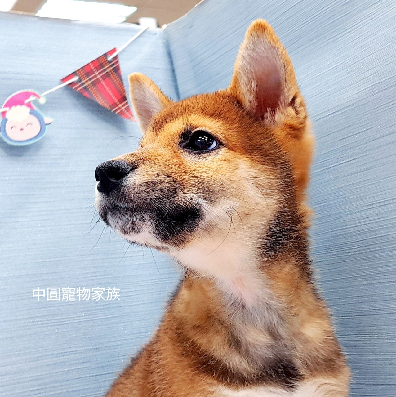 You are currently viewing 中圓寵物家族／赤色柴犬