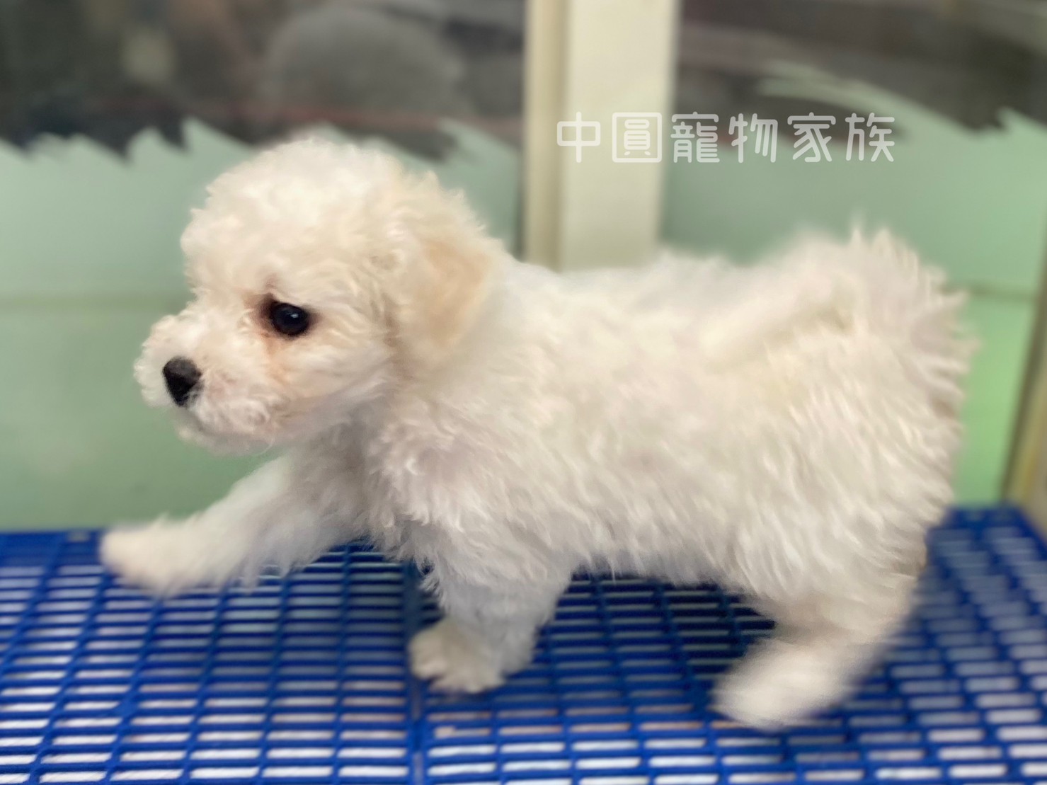 You are currently viewing 中圓寵物家族／比熊犬