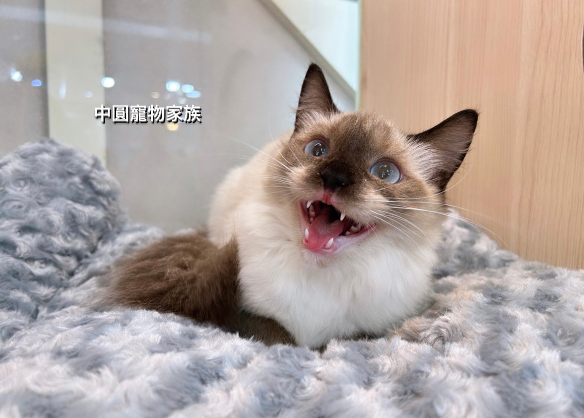 You are currently viewing 中圓寵物家族／重點手套布偶貓