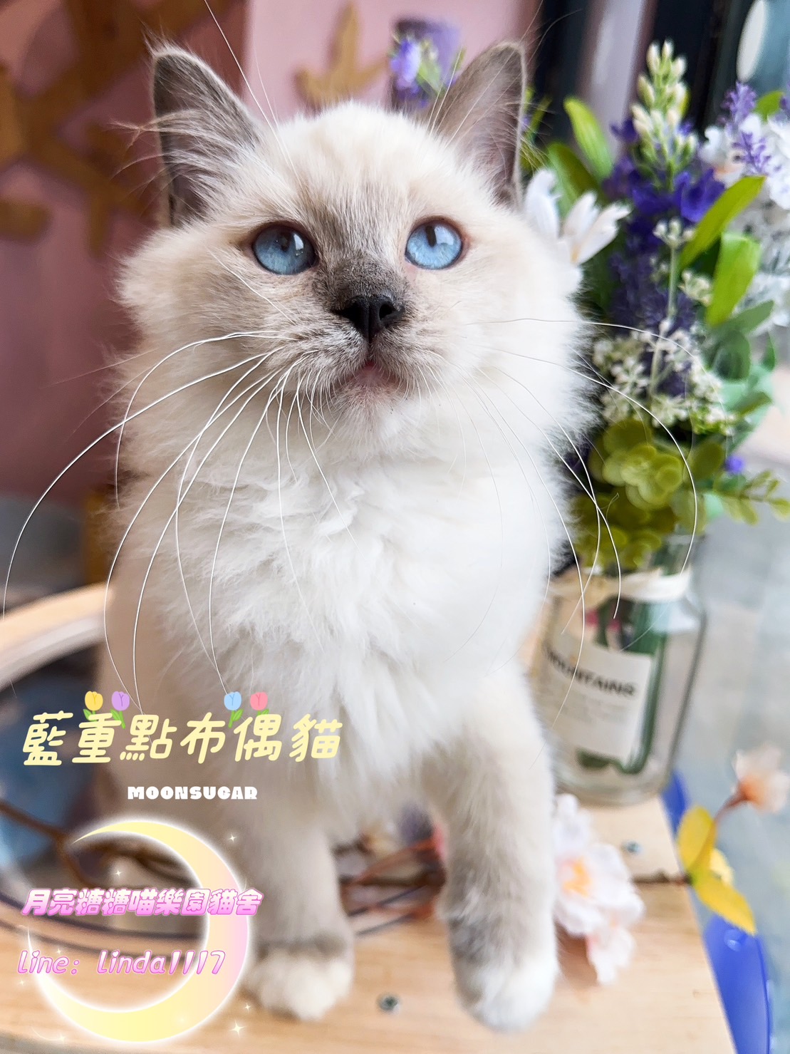月亮糖糖喵樂園／藍重點布偶貓