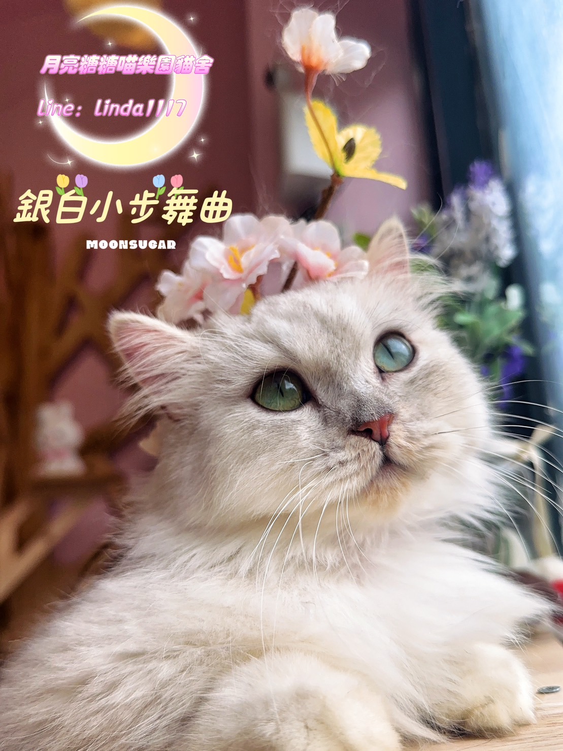 月亮糖糖喵樂園／銀白小步舞曲