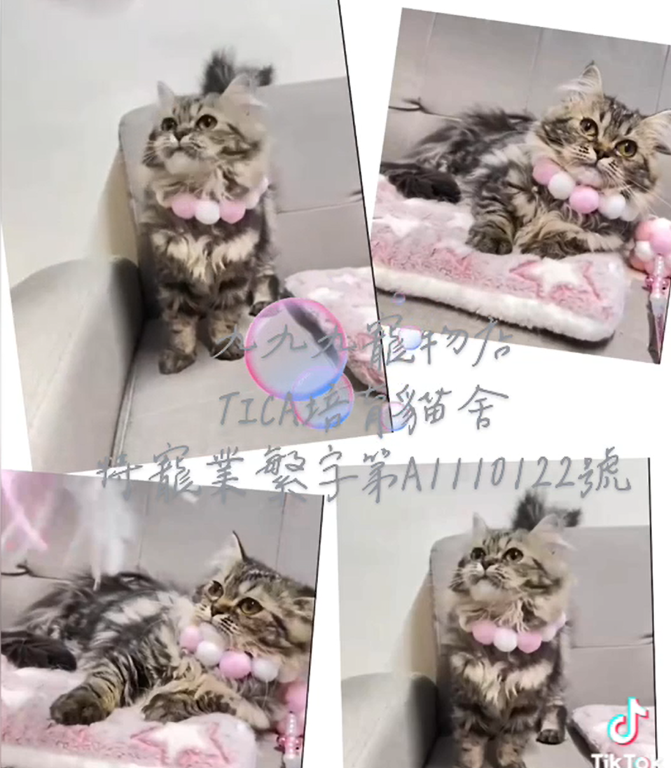 You are currently viewing 九九九貓坊 / 英國長毛貓