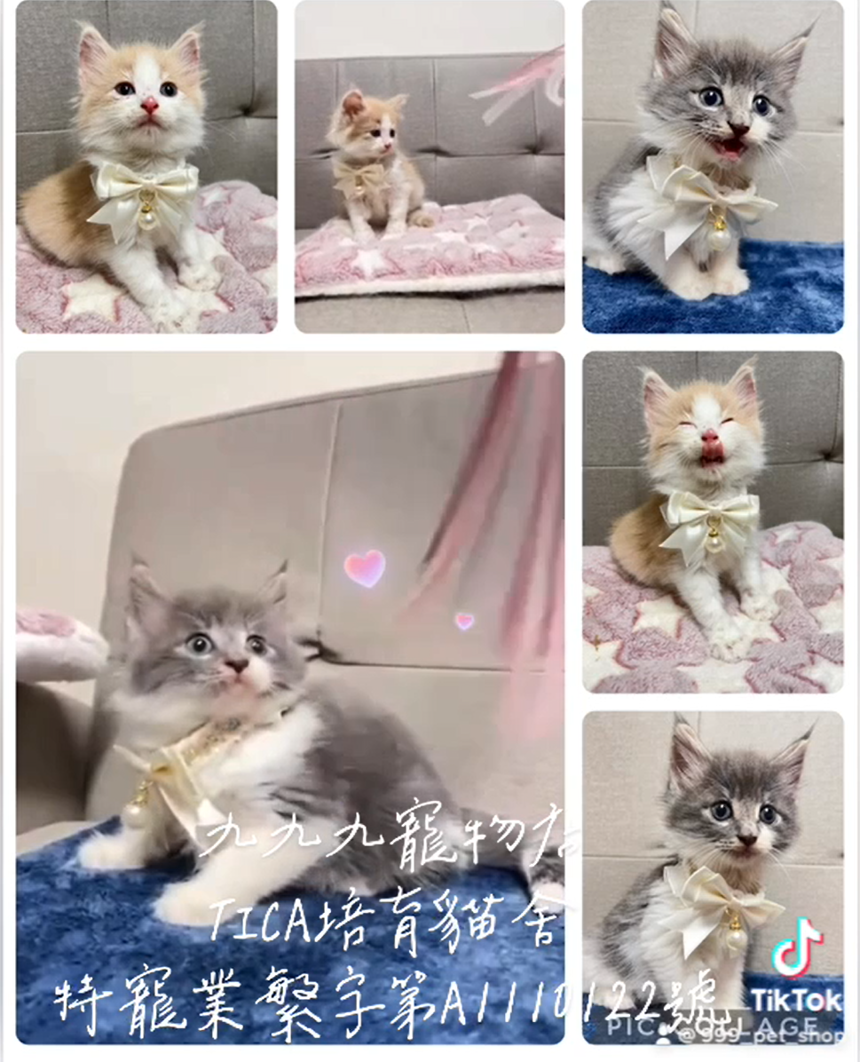 Read more about the article 九九九寵物店 /挪威森林貓