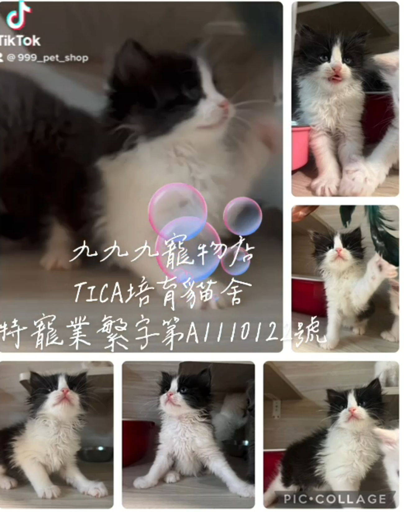 You are currently viewing 九九九寵物店 / 黑白賓士英國長毛貓