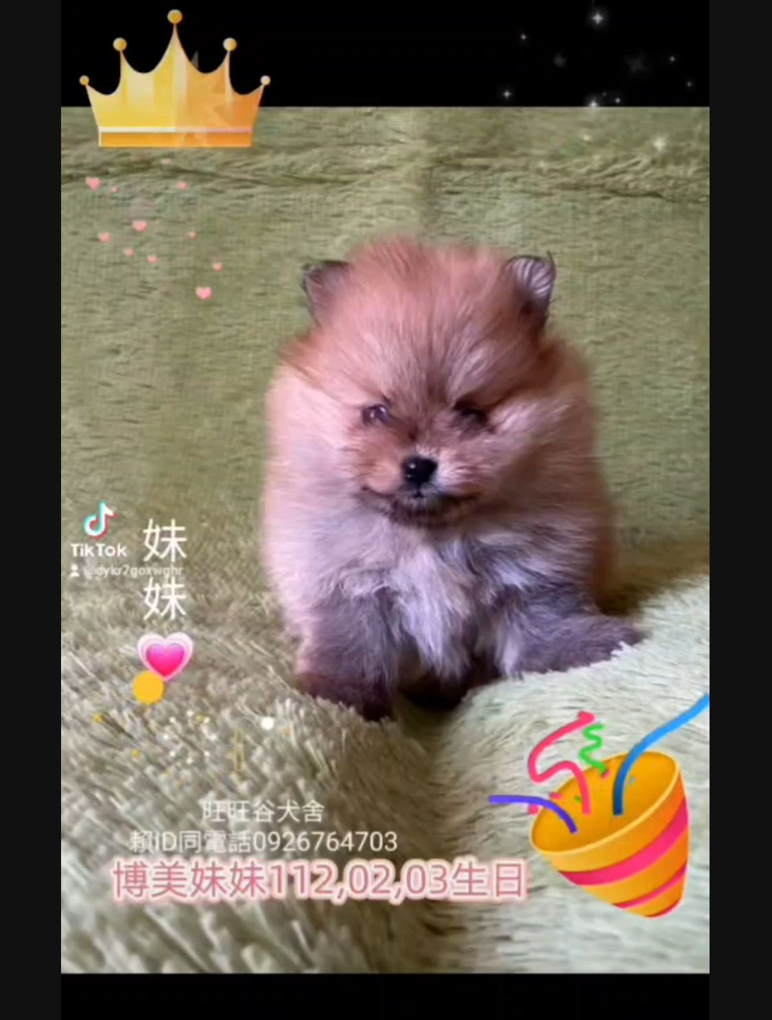 You are currently viewing 旺旺谷犬舍／博美犬