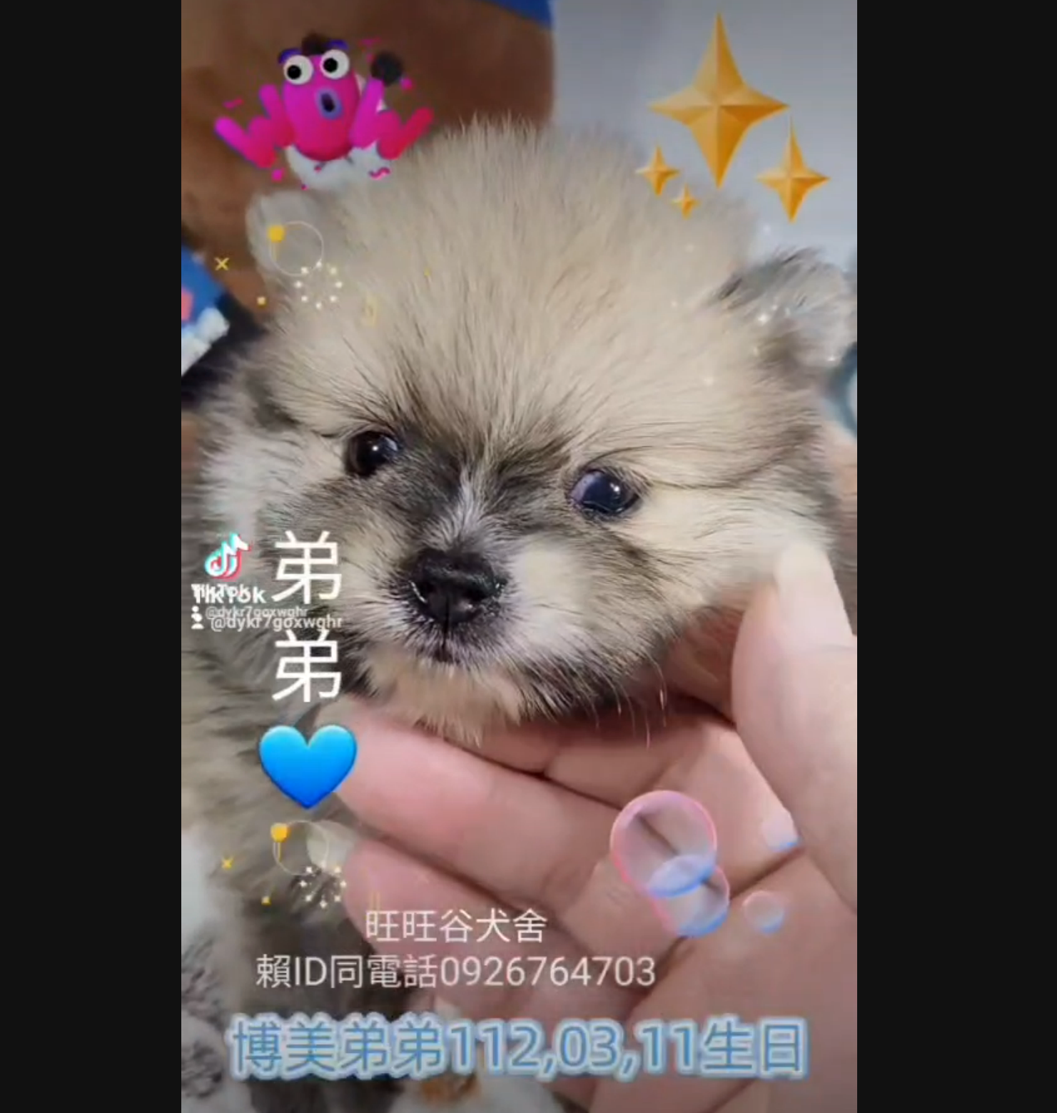 You are currently viewing 旺旺谷犬舍／博美犬