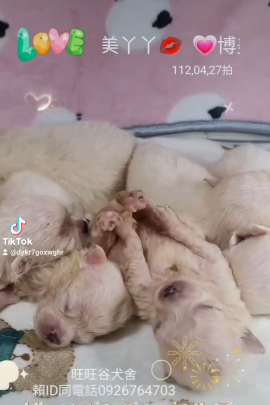 Read more about the article 旺旺谷犬舍／博美犬