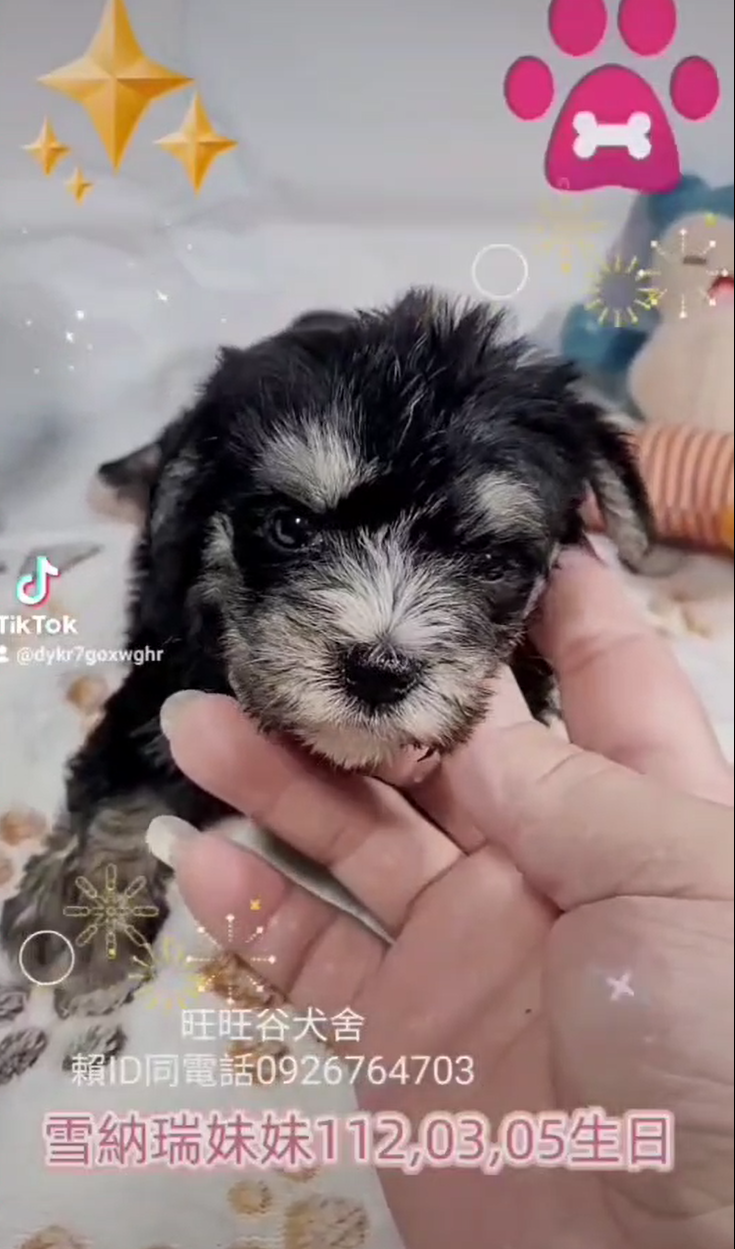 Read more about the article 旺旺谷犬舍／雪納瑞