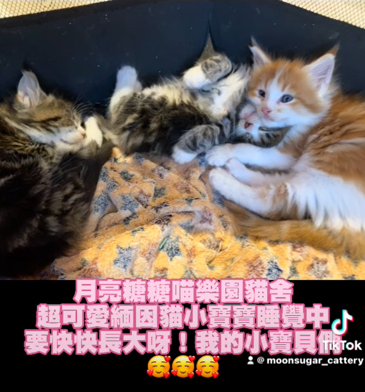 Read more about the article 月亮糖糖喵樂園／橘白雙色&虎斑雙色緬因貓