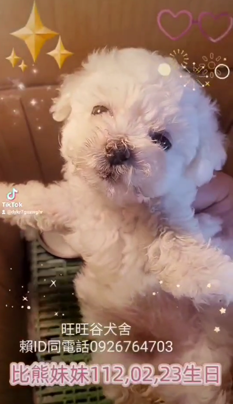 Read more about the article 旺旺谷犬舍／比熊犬