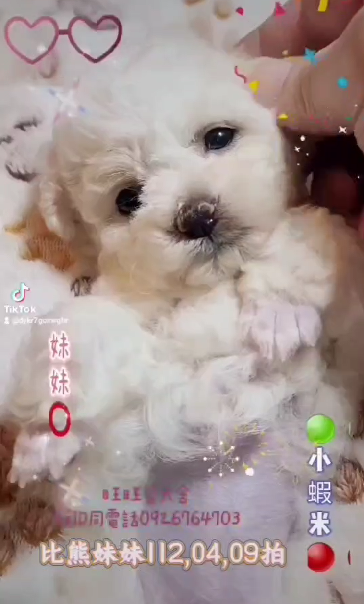 Read more about the article 旺旺谷犬舍／比熊犬