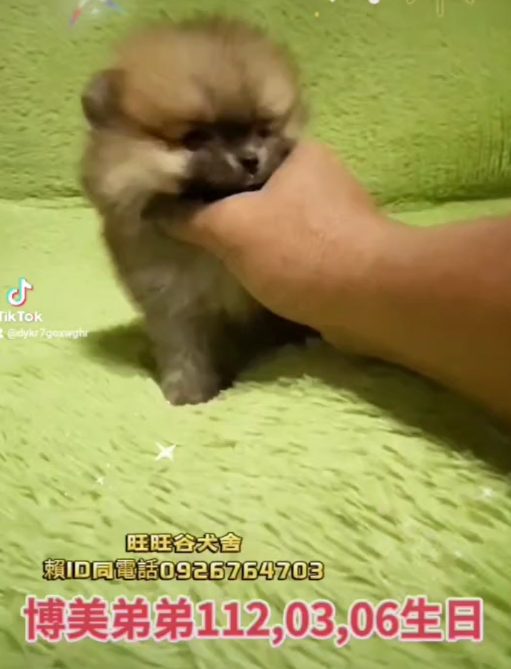 Read more about the article 旺旺谷犬舍／博美犬