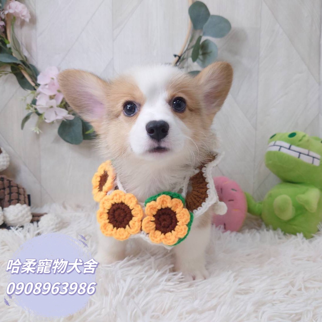 You are currently viewing 哈柔寵物犬舍／威爾斯黃白柯基犬