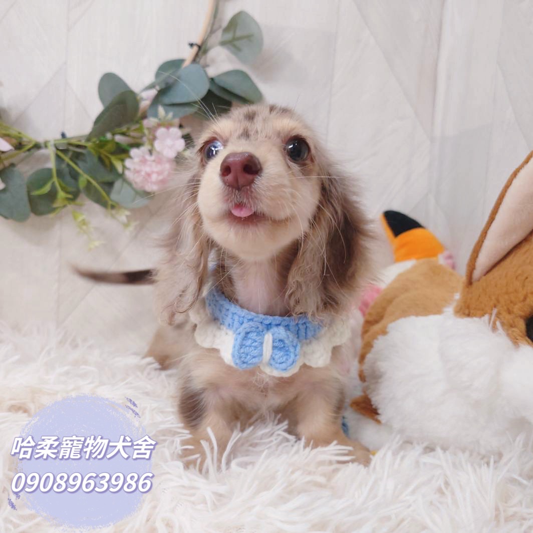 You are currently viewing 哈柔寵物犬舍／大理石色長毛臘腸