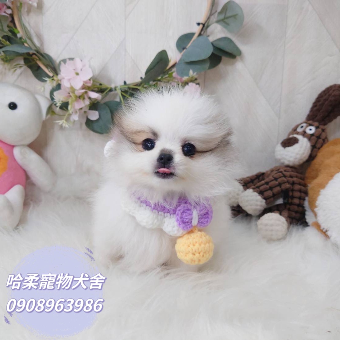 You are currently viewing 哈柔寵物犬舍／奶油花博美