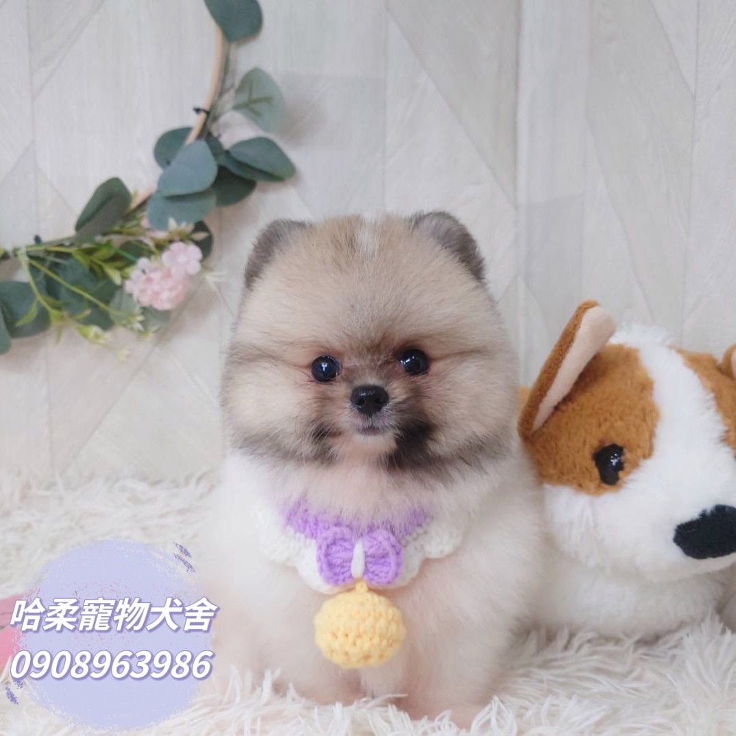 Read more about the article 哈柔寵物犬舍／奶油花博美