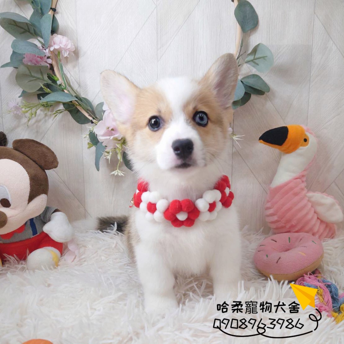 You are currently viewing 哈柔寵物犬舍／威爾斯黃白柯基犬