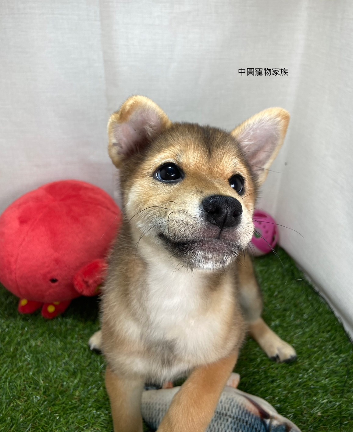 Read more about the article 中圓寵物家族／赤色柴犬