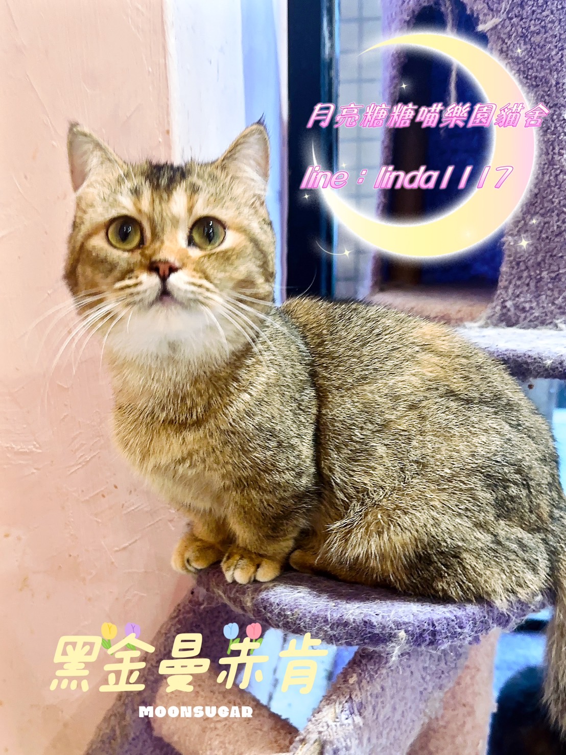 月亮糖糖喵樂園／黑金曼赤肯
