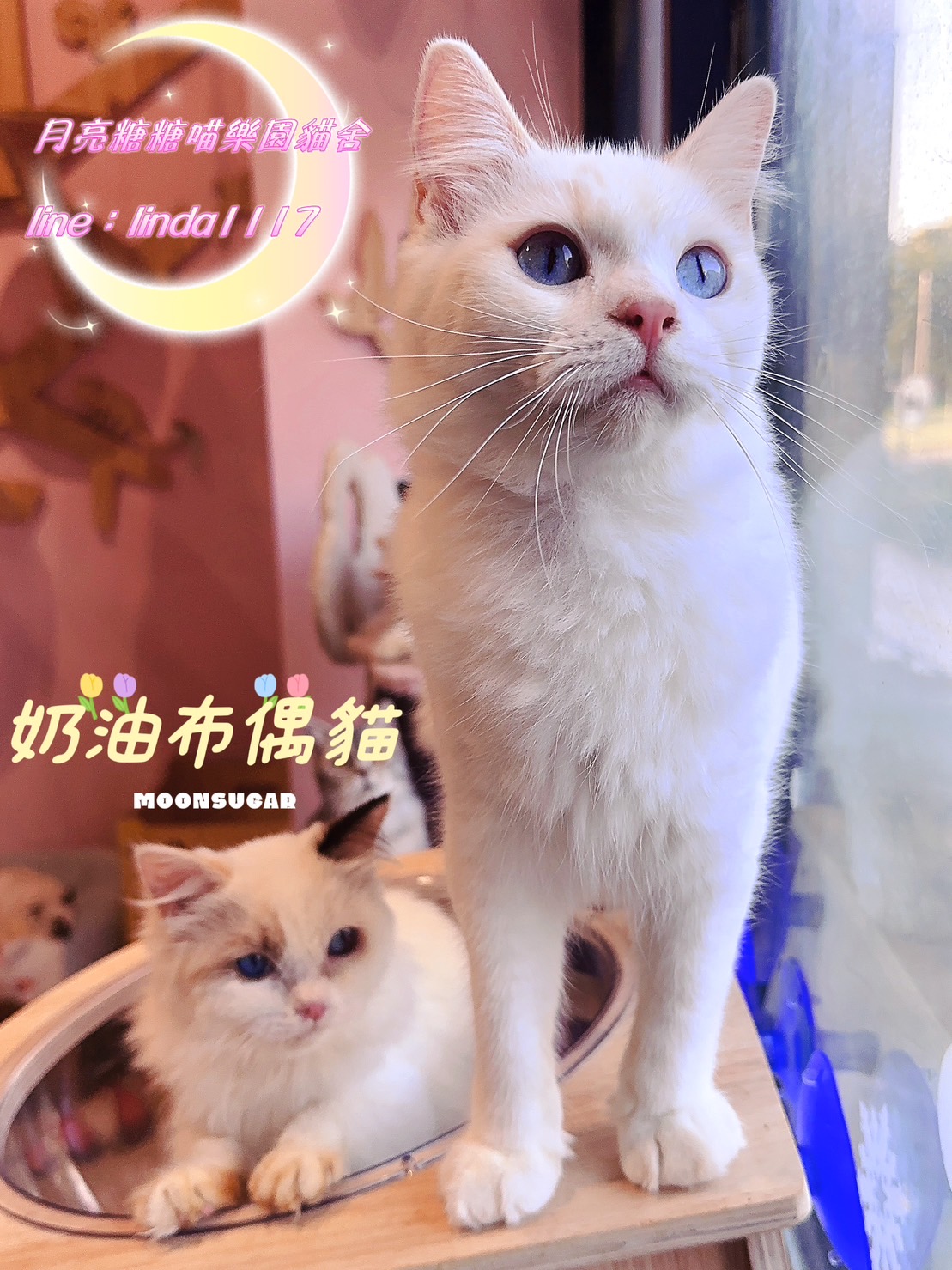 月亮糖糖喵樂園／奶油布偶貓