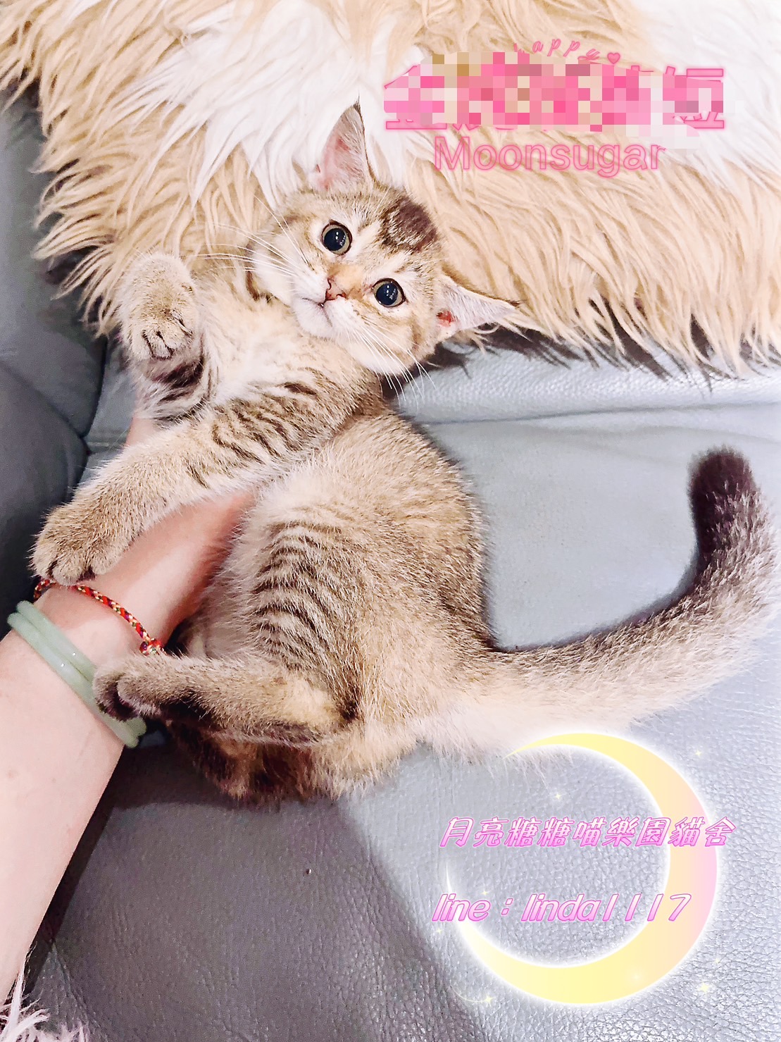 You are currently viewing 月亮糖糖喵樂園／黑金色英國短毛貓