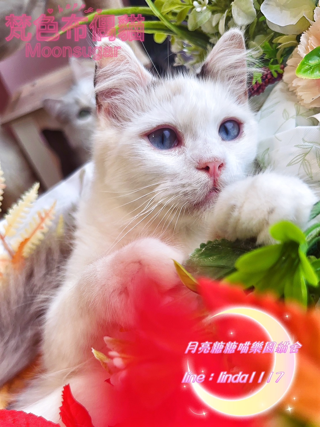 月亮糖糖喵樂園／梵色布偶貓