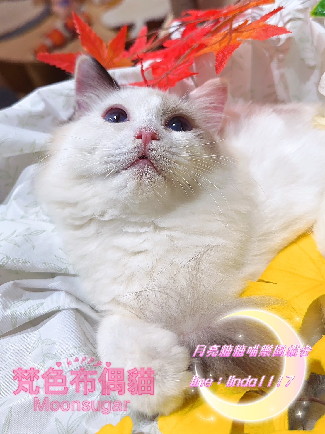 月亮糖糖喵樂園／梵色布偶貓
